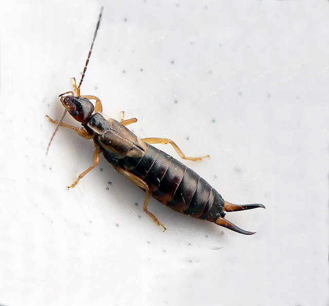 earwig.jpg