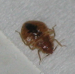 bed-bug.jpg bedbug