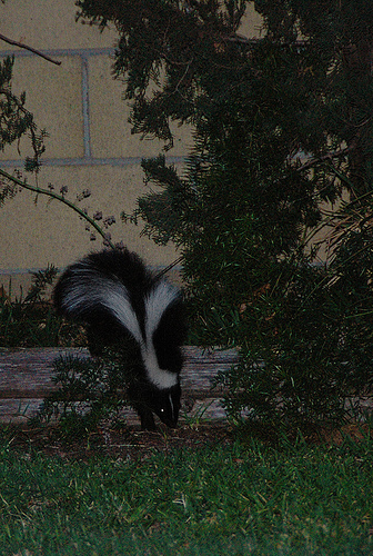 skunk.jpg