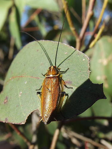 cockroach.jpg cockroach.jpg