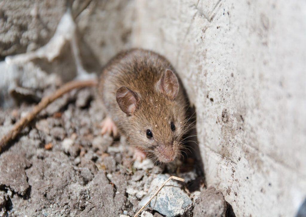 Effective Solutions for Mice and Roach Infestations