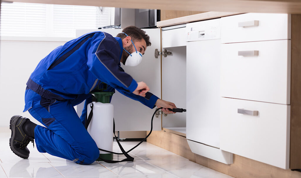 Professional pest control, DIY pest control, pest management benefits