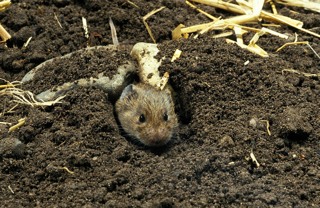 Vole Removal Denver